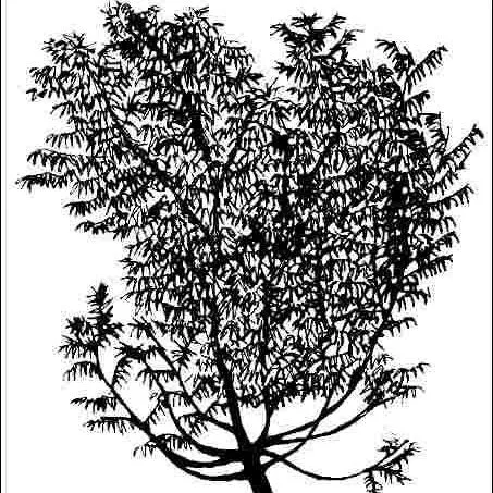 thumbnail for publication: Rhus lanceolata: Prairie Flameleaf Sumac